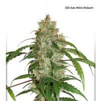 White  Widow  C B D  Auto  Feminised  Cannabis  Seeds  Jpg